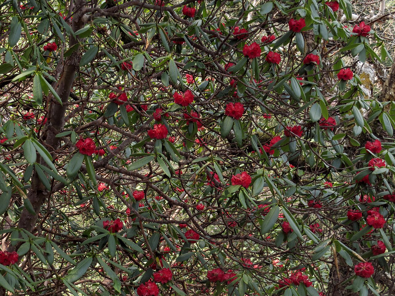 Rhododendron flowers in bloom in Uttarakhand