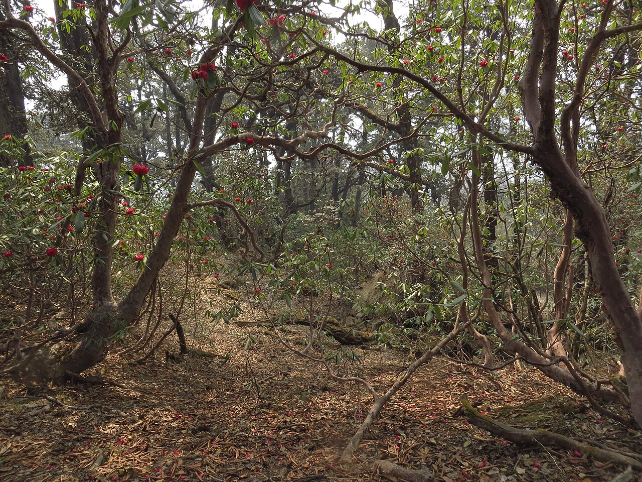 Rhododendron forest on the Khaliya Top trek trail